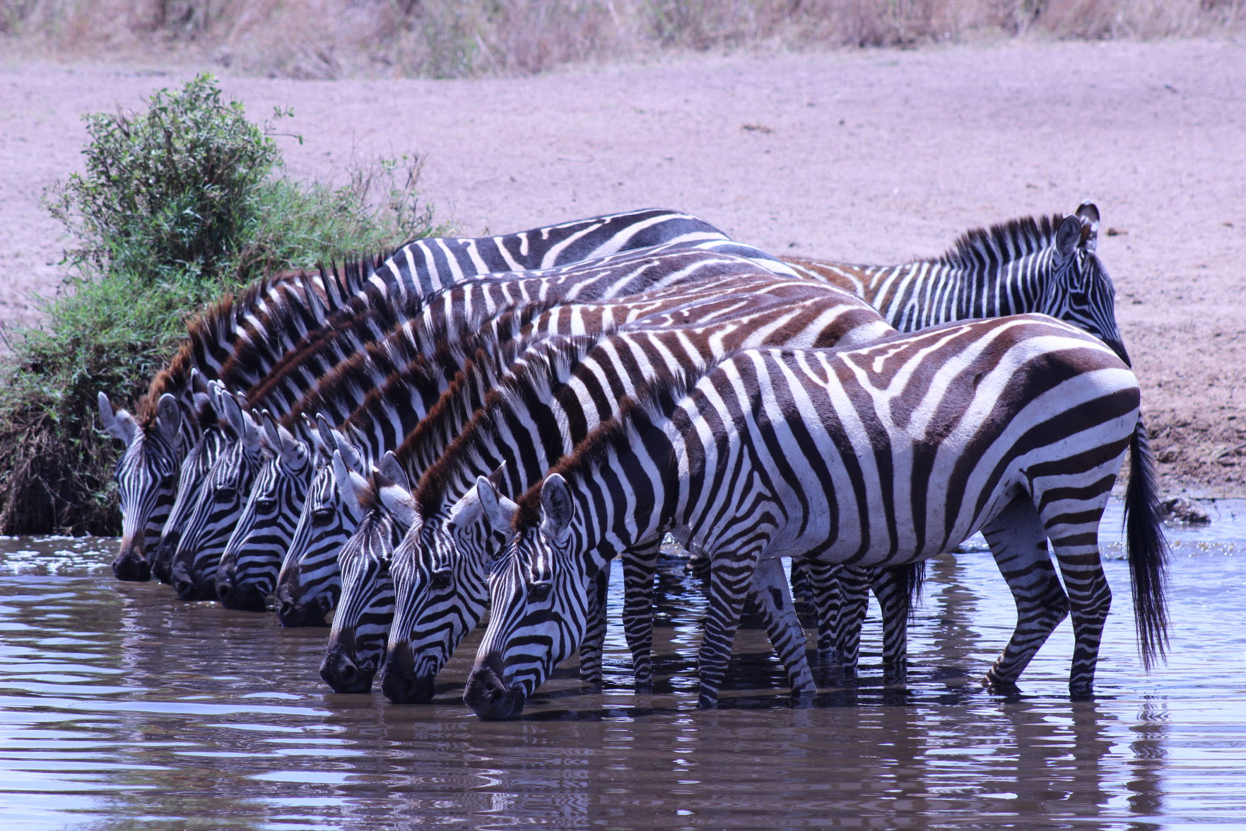 Zebras in Tanzania